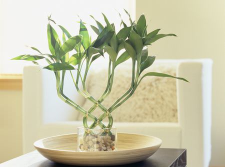 گیاه بامبویی که برای جذب انرژی مثبت در خانه، روی میز جلو مبلی قرار داده شده است